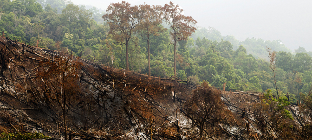 deforestation global warming forest solutions stop