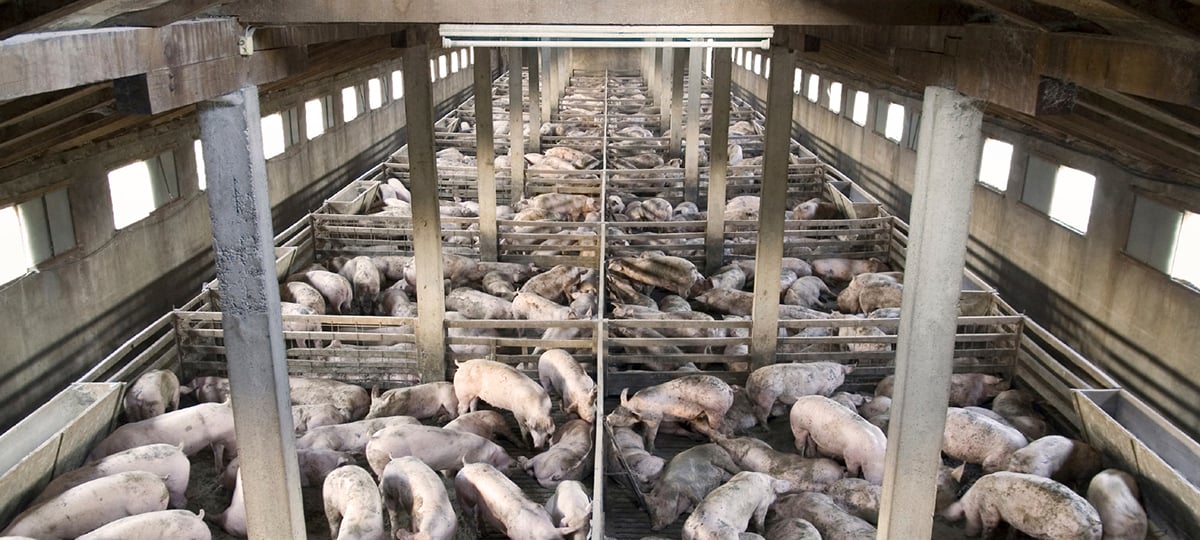 Confined Animal Feeding Operations (CAFOs) Uncovered (2008)