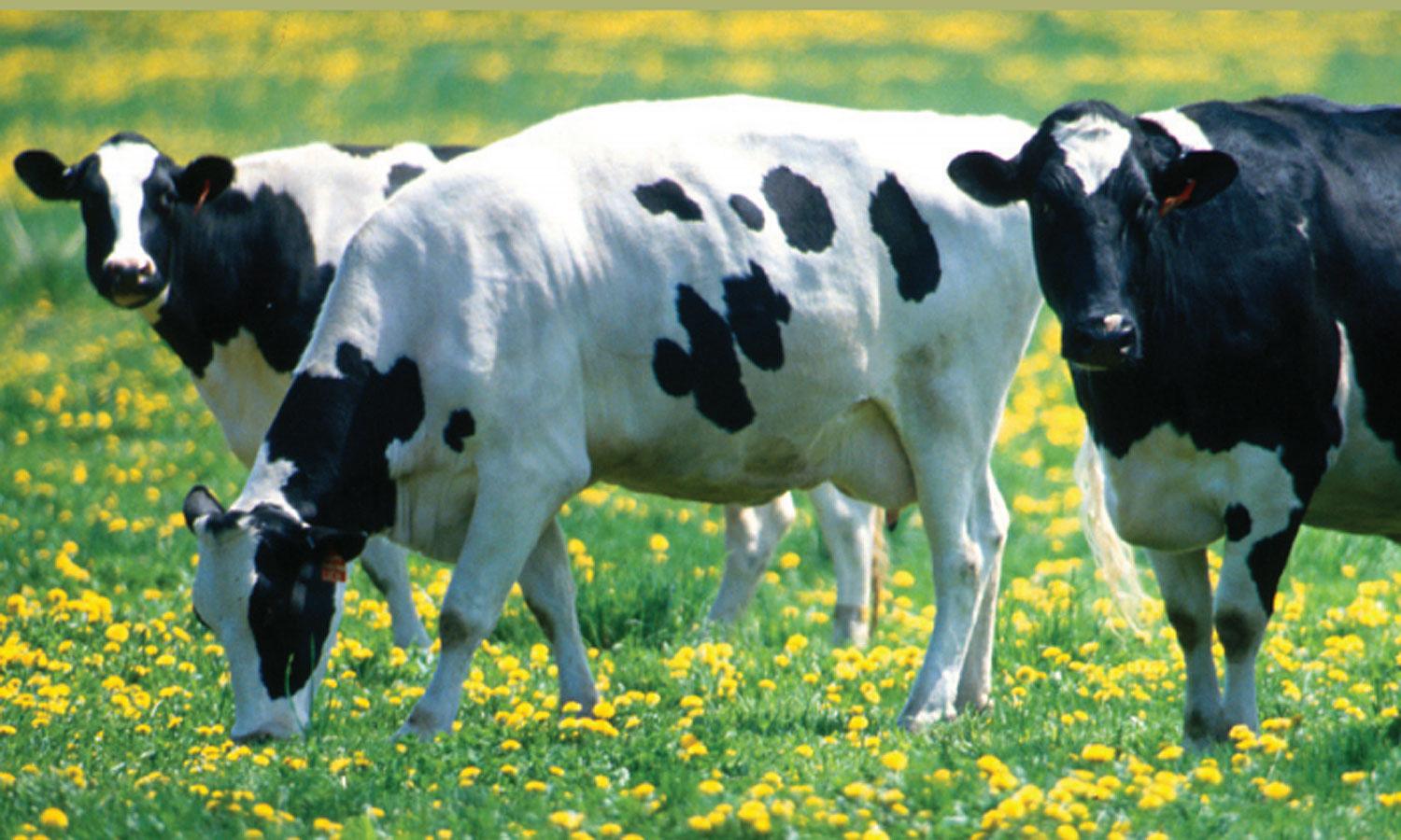 Greener Pastures: How Grass-fed Beef and Milk Contribute to Healthy ...