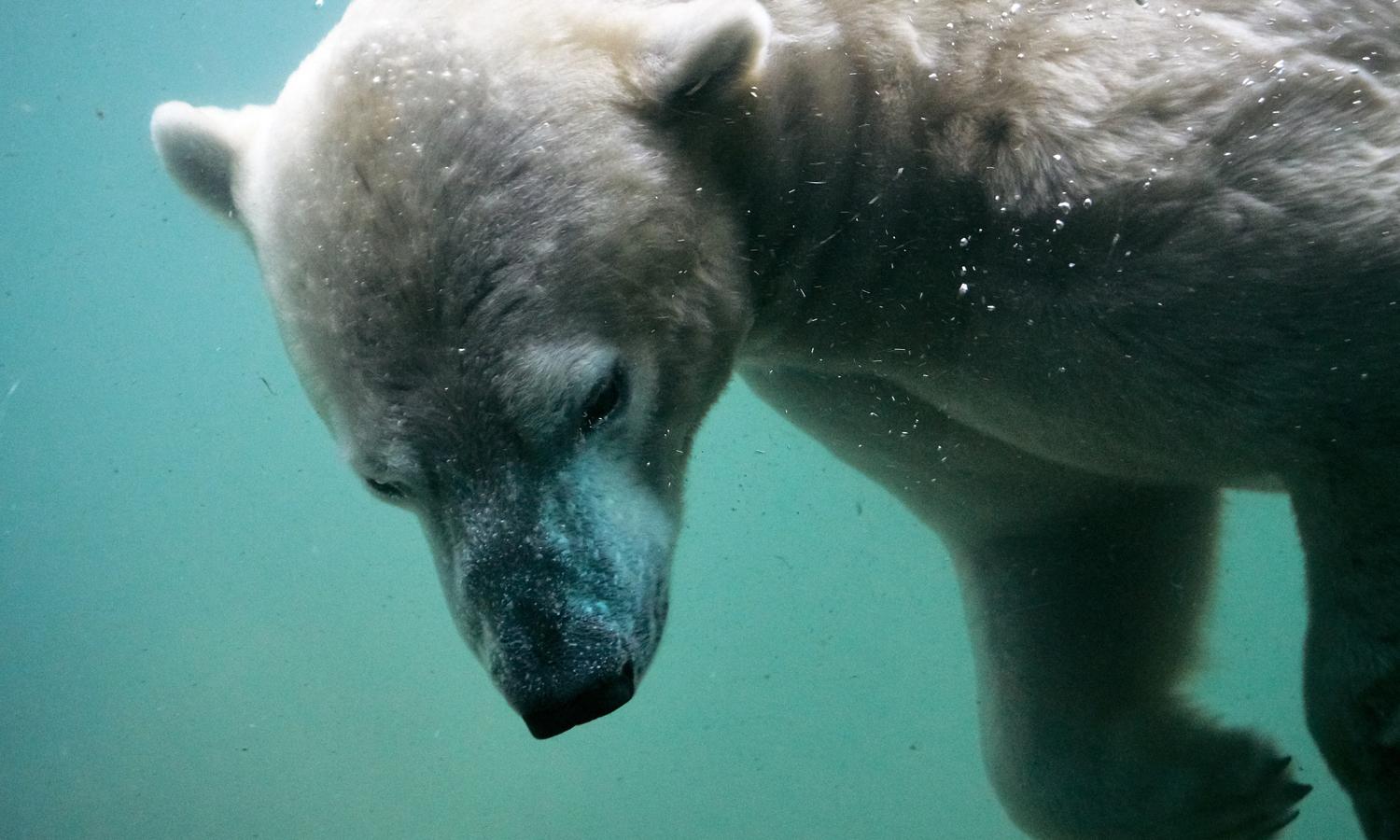 Polar Bear Study Opened for Comment Period to Undermine Findings ...