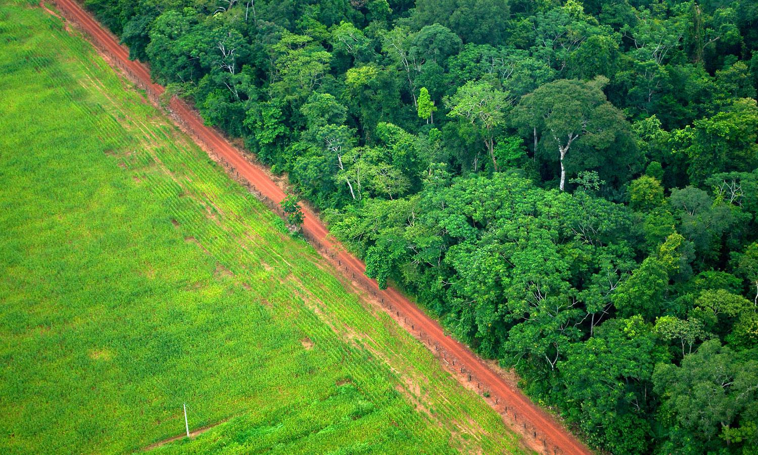 Why deforestation means less rain in tropical forests : NPR