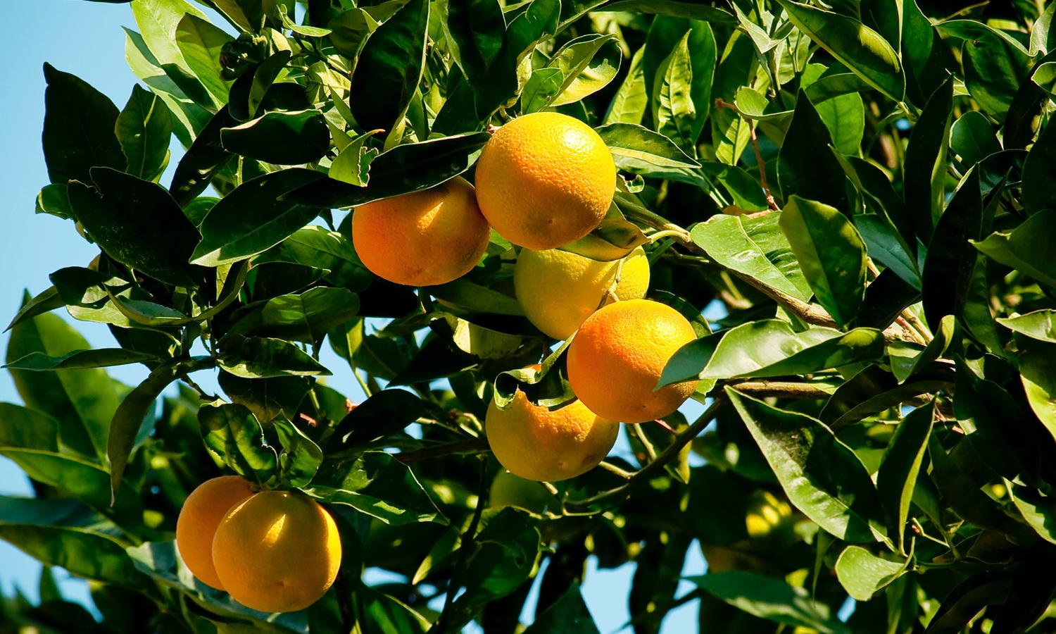 EPA Approves Use of Toxic Pesticide and Antibiotic on Citrus | Union of ...