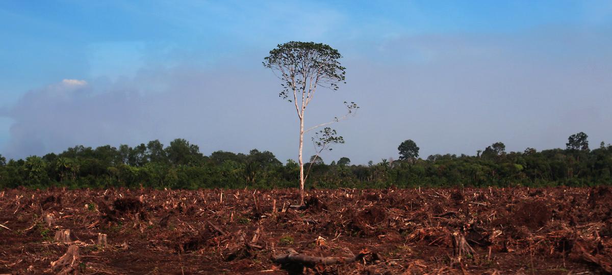 Deforestation, Agriculture, and Diet Are Fuelling the Climate