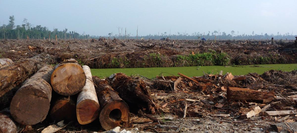 Deforestation in the  Rainforest: causes, effects, solutions