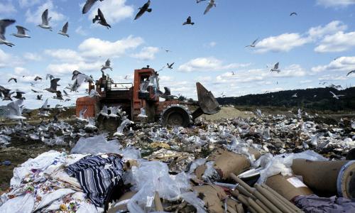 Landfill with seagulls