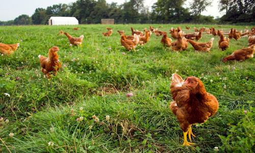 Free-range chickens in pasture