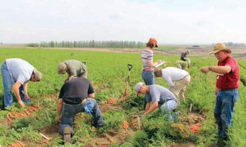 Researchers in field evaluating carrot varieties
