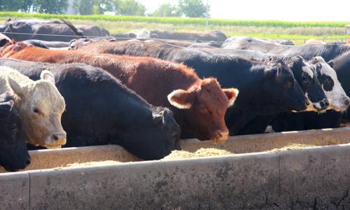 Cattle in front of a feeding trough
