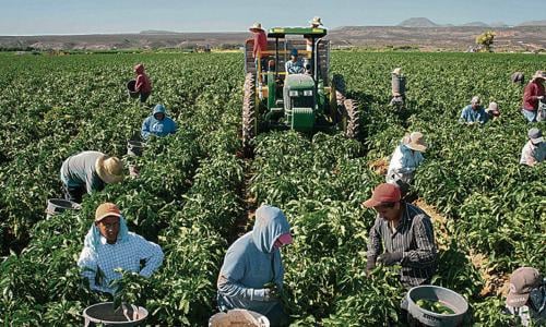 Farm laborers pick chili peppers in New Mexico