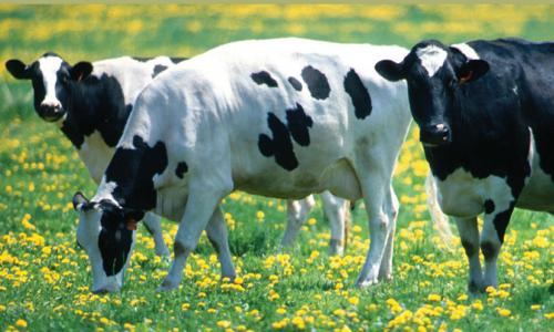 Dairy cattle grazing in pasture