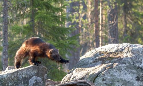 A wolverine climbs between rocks in a forest.