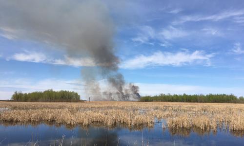 A controlled burn in a wetland area. 